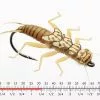 Json Stonefly Nymph 1 Golden