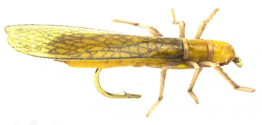 Euro Flies Golden Stone #8 1 Euro Flies Golden Stone #8