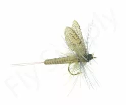 Euro Flies Olive #14