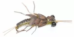 Stella Stone Fly Olive #8