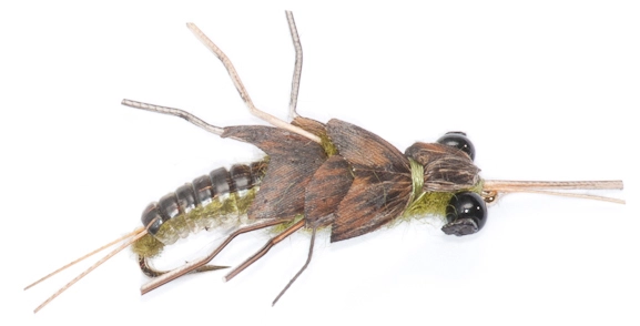 Stella Stone Fly Olive #8 1 Stella Stone Fly Olive #8