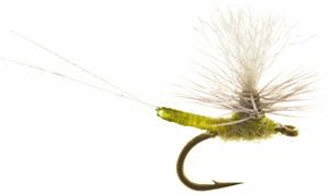 Umpqua Iwan E Dun Para B.W.O. #20 1 Umpqua Iwan E Dun Para B.W.O. #20